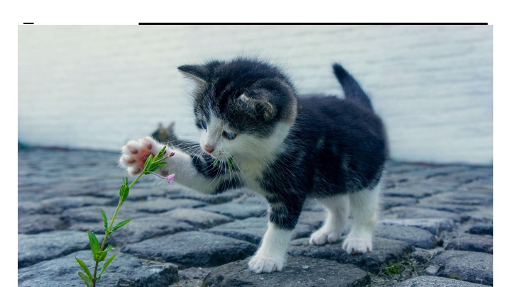 Slide: kitten playing or eating with a flower