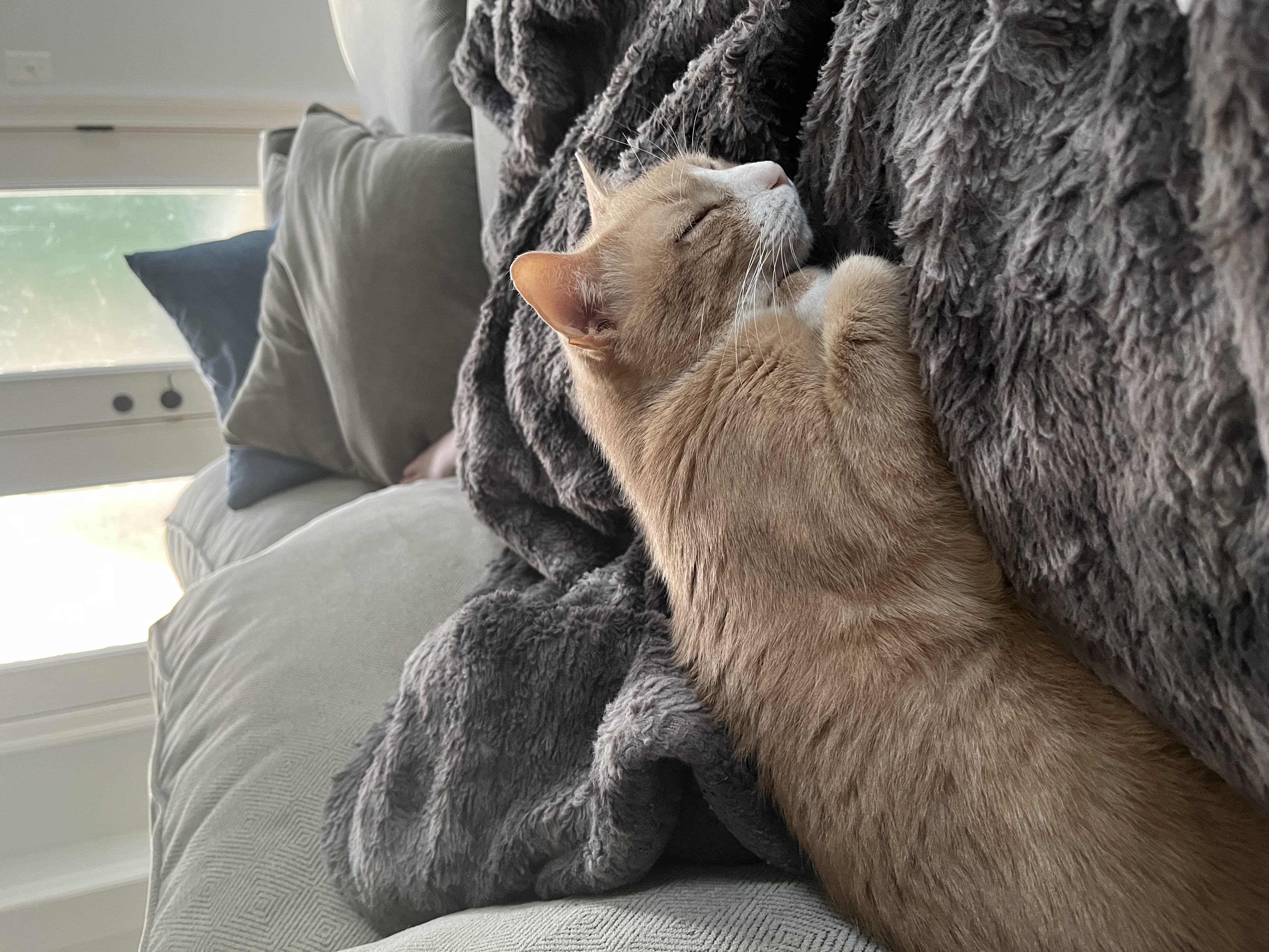 Photo of an orange cat sleeping