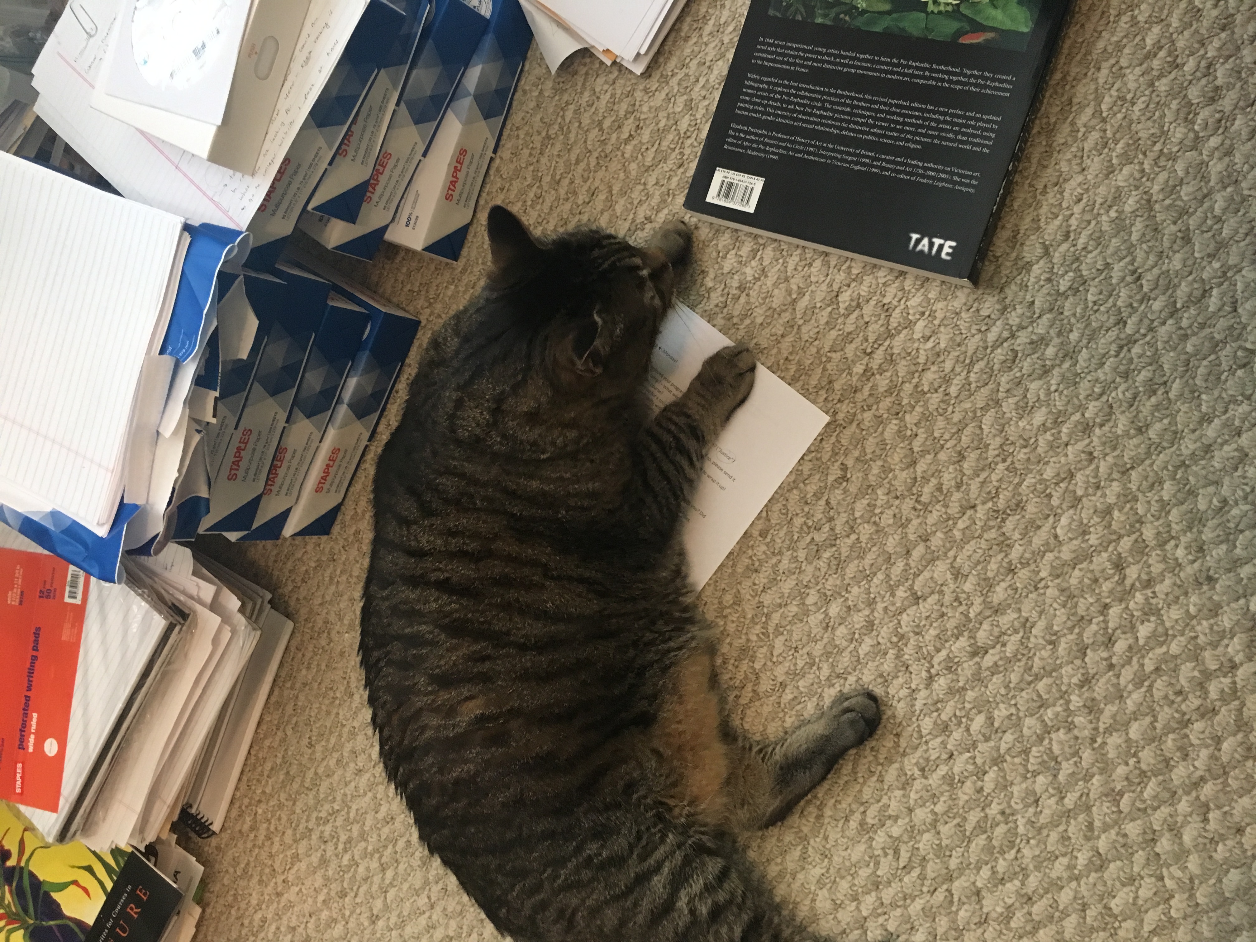 photo of pepper surrounded by papers - the tyranny of the page